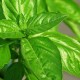 Basil, the Most Nutrient Rich Herb