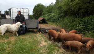 The farms pig herd with Shepard and dog